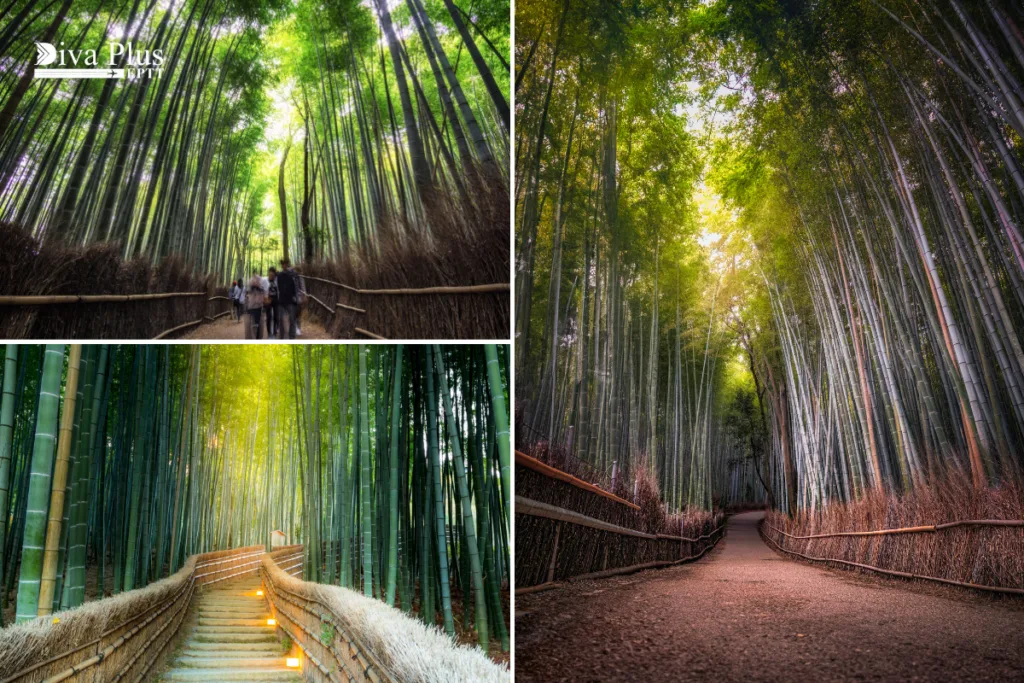 ป่าไผ่อาราชิยามะ (Arashiyama Bamboo Forest)