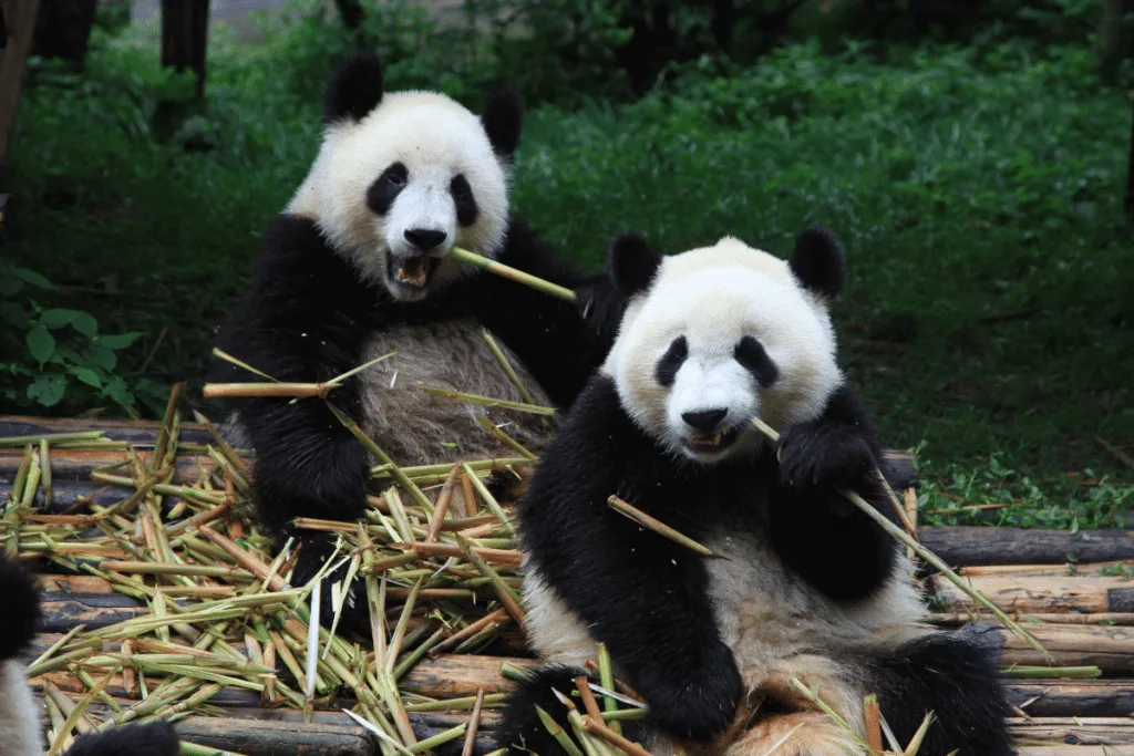ฐานวิจัยแพนด้าเฉิงตู (Chengdu Research Base of Giant Panda Breeding) ​