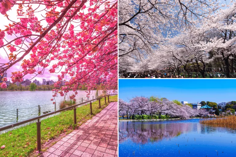 Cherry Blossom Festivals in Tokyo