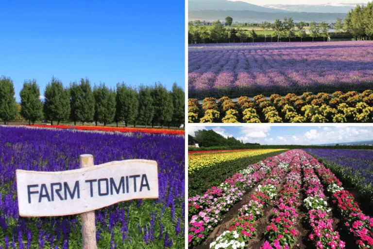 ฟาร์มโทมิตะ (Farm Tomita)