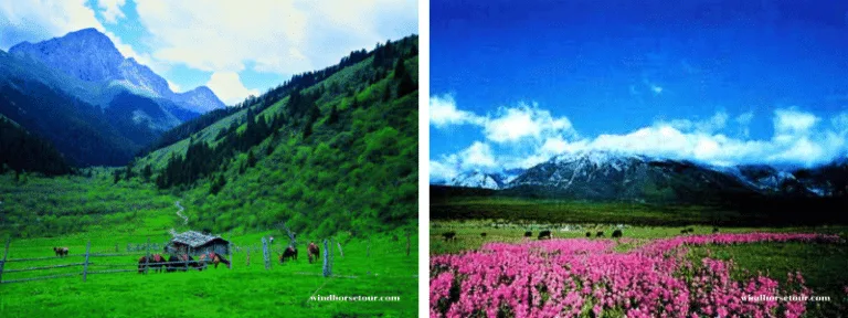 ทุ่งหญ้ากานไห่ (Ganhaizi Grassland)