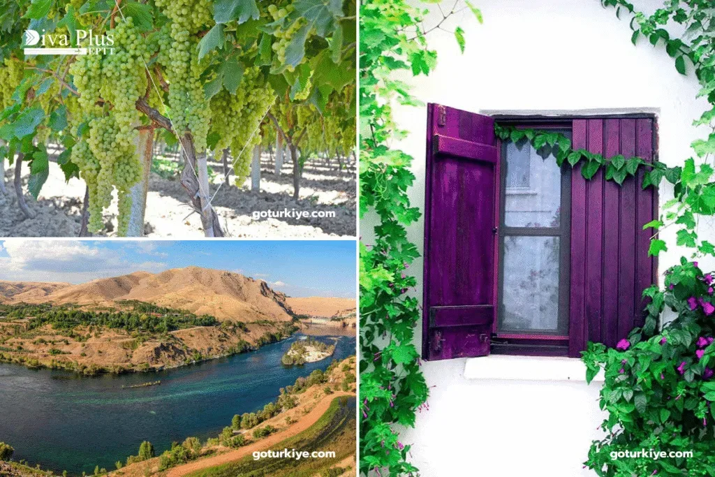 เทศกาลการเก็บเกี่ยวองุ่น (Grape Harvesting Festivals)
