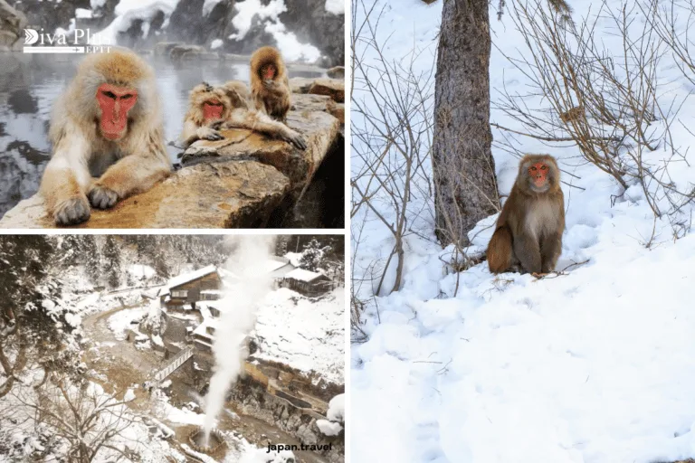 Snow Monkey Park (Jigokudani Yaen-koen)