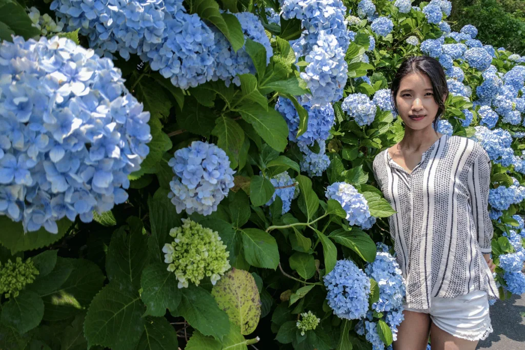 เทศกาลดอกไฮเดรนเยียที่เกาะเชจู