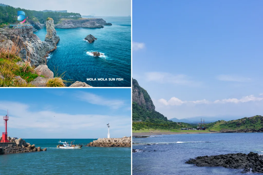 เกาะเชจู jeju island