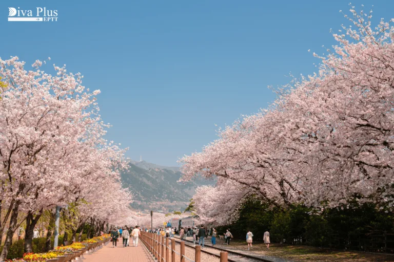 Jinhae Gunhangje Festival