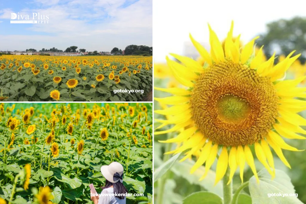 เทศกาลดอกทานตะวันคิโยเสะ (Kiyose Sunflower Festival)