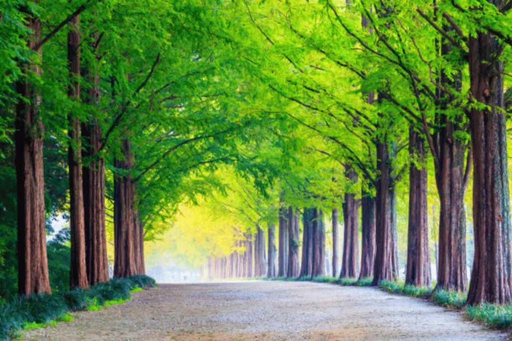 เกาะนามิ (Nami Island)