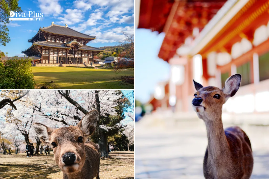 เยือนเมืองนารา Nara