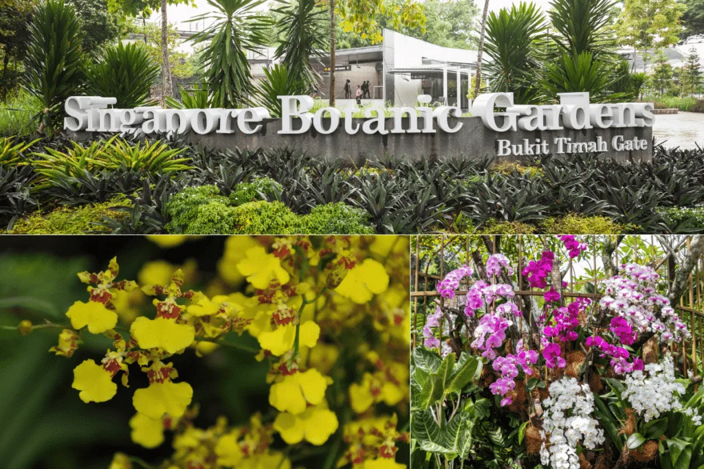 สำรวจสวนพฤกษศาสตร์สิงคโปร์ (Singapore Botanic Gardens) ในช่วงเทศกาลกล้วยไม้
