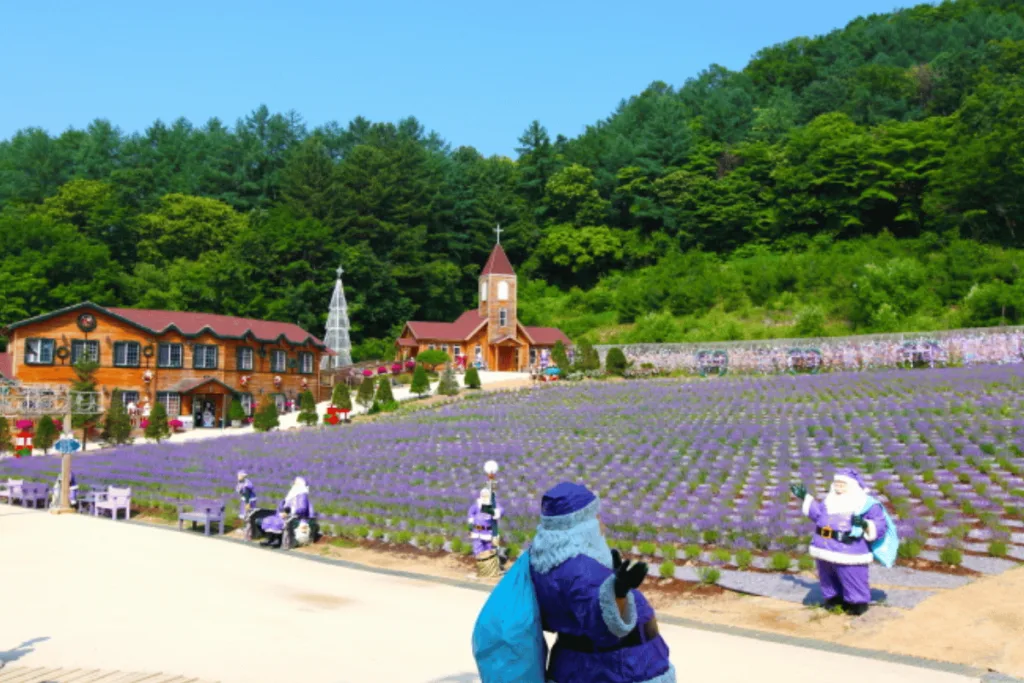 เทศกาลดอกลาเวนเดอร์ที่โพชอน เฮิร์บ ไอส์แลนด์ (Pocheon Herb Island Lavender Festival)