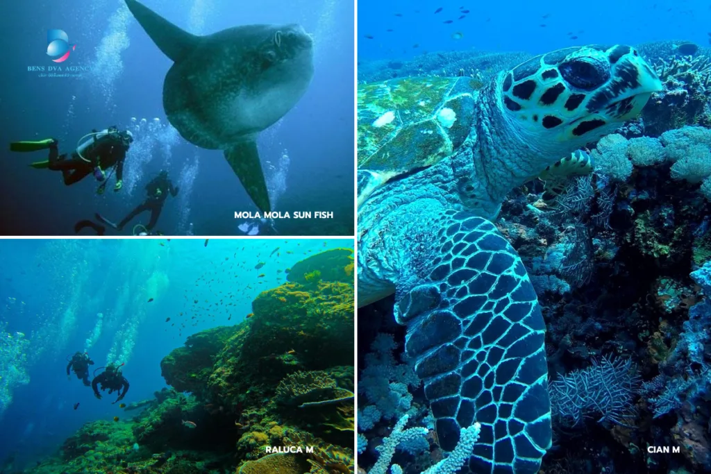 ดำน้ำลึก (Scuba Diving)