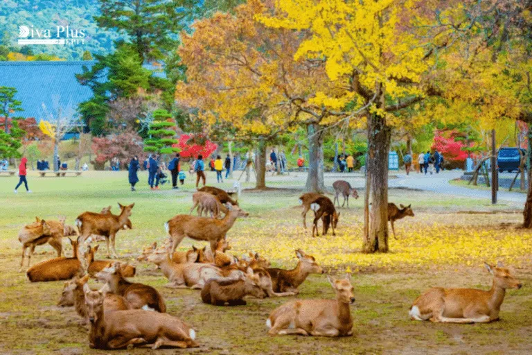 นารา (Nara)