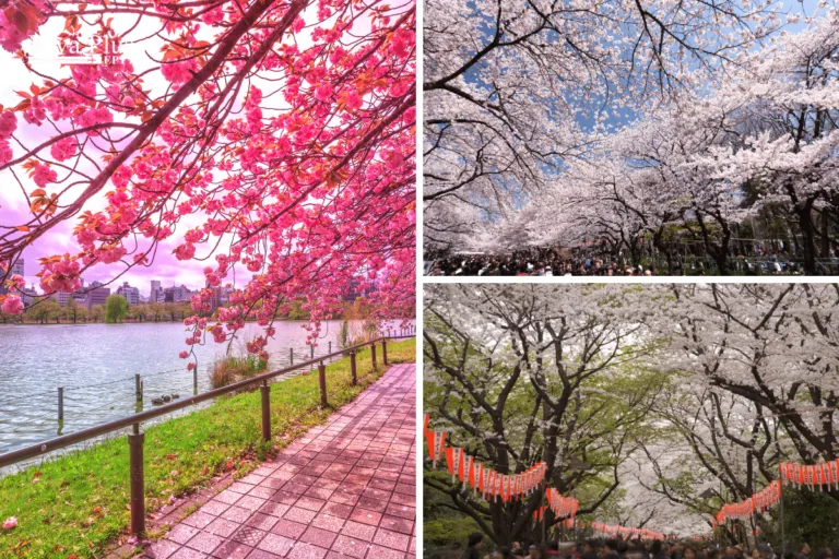 สวนอุเอโนะ-จุดชมซากุระญี่ปุ่น