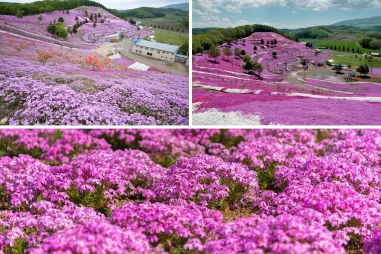 Shibazakura Park